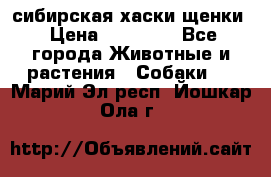 сибирская хаски щенки › Цена ­ 10 000 - Все города Животные и растения » Собаки   . Марий Эл респ.,Йошкар-Ола г.